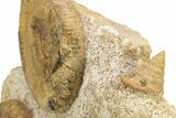 Fossil Ammonite, Belemnite & Gastropod Cluster - Fresney, France #279308-3